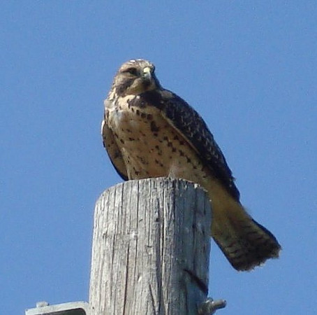 Juvenile Swainson's hawk by Pat Bumstead
