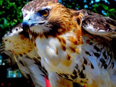 800px-Red_tail_hawk_manitoba