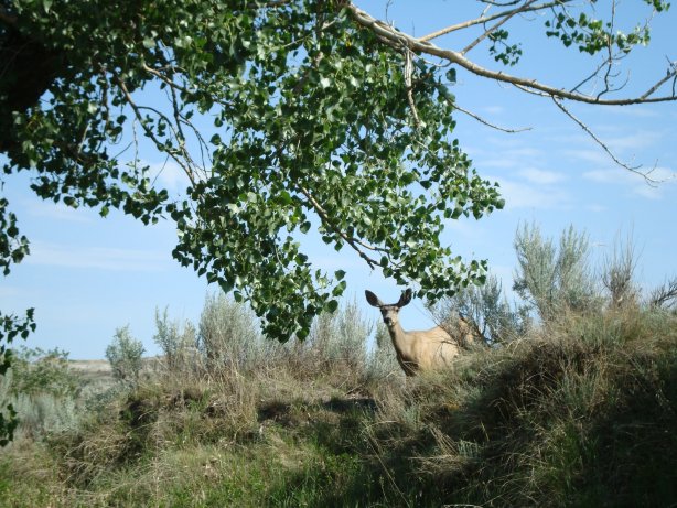 Morning visitor to the campsight - mule deer