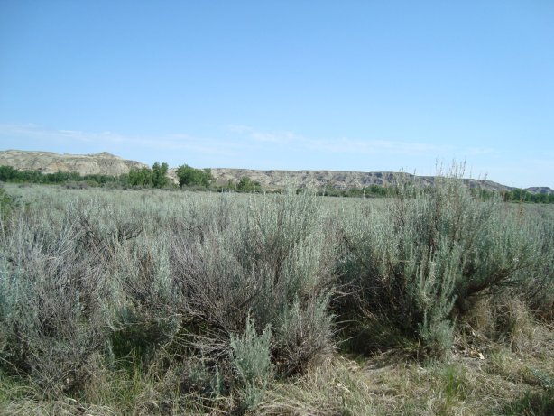 Sage plain