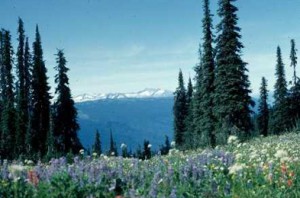 revelstoke Mt Revelstoke National Park