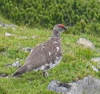 rock ptarmigan