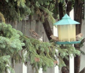 birds empty feeder House sparrows & house finches emptied this feeder in short order!