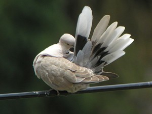 ECollar-Dove-preening-339a Eurasian Collared Dove preening. Cornell.edu