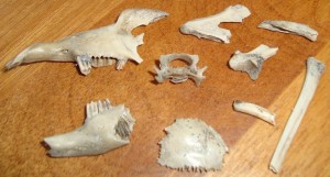 owl pellet bones
