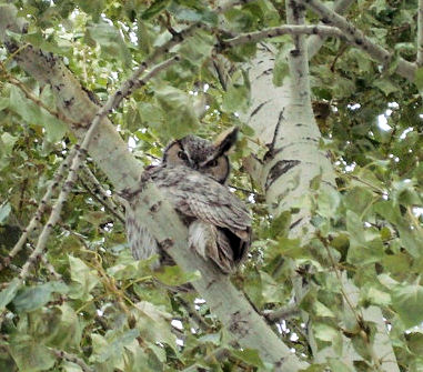 Great-horned owl