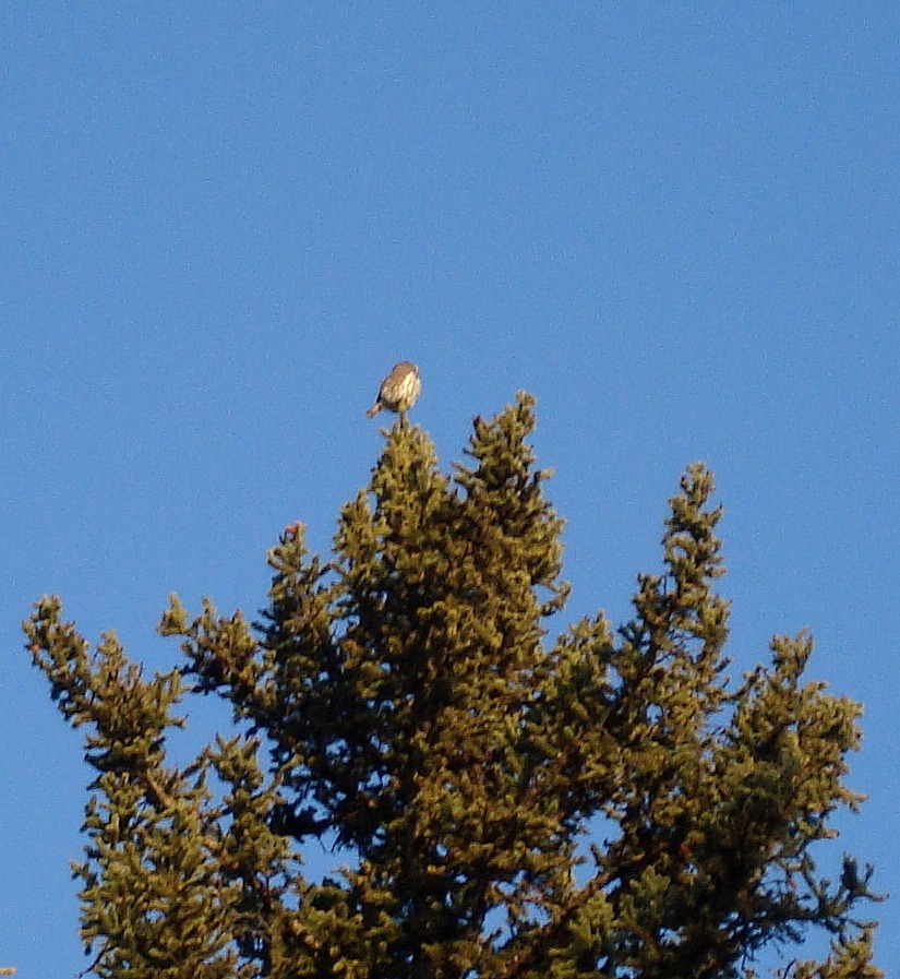 n pygmy owl2 nov09 n pygmy owl2 nov09