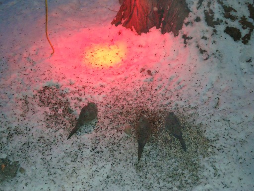 dec09 doves heat lamp dec09 doves heat lamp