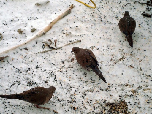 dec09 doves dec09 doves