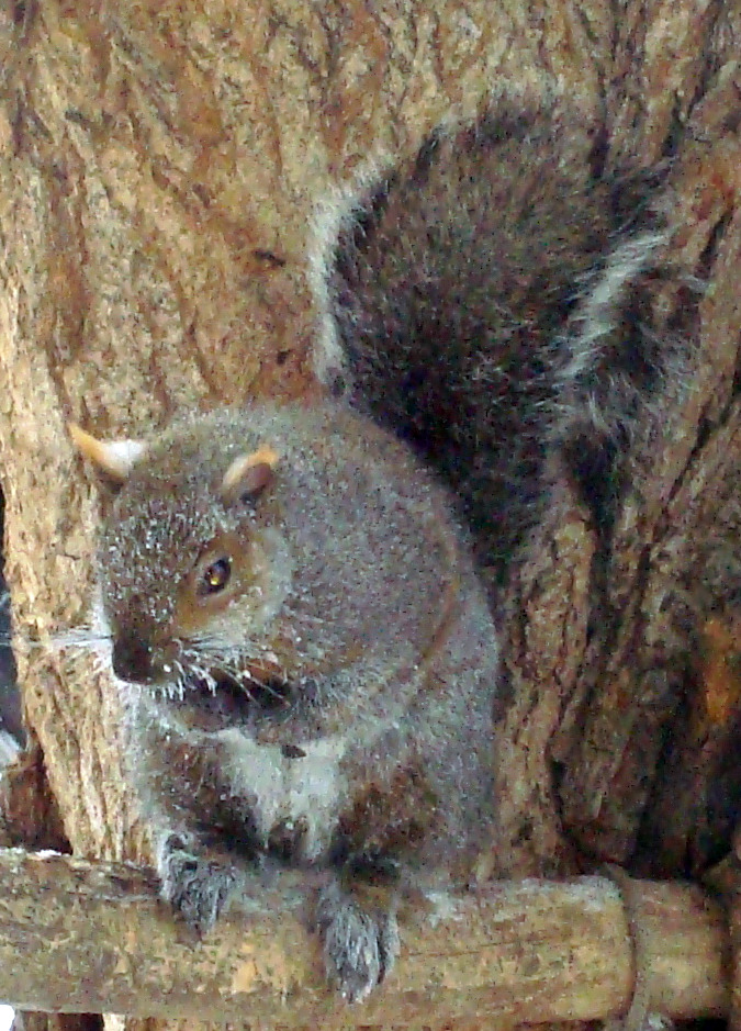 dec09 frosty squirrel dec09 frosty squirrel