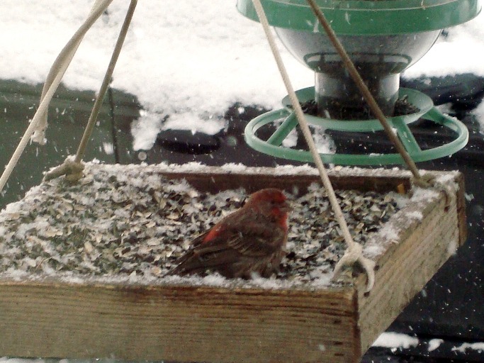 dec09 house finch dec09 house finch