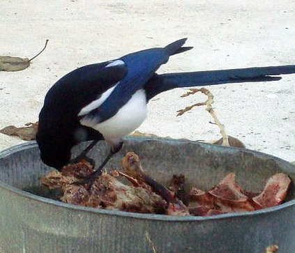 bbm feeding