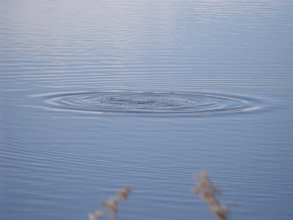This is an Eared Grebe ripple