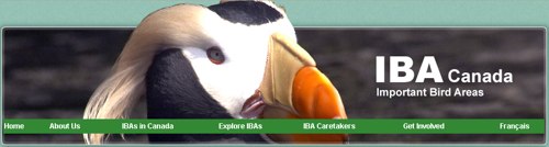 iba header