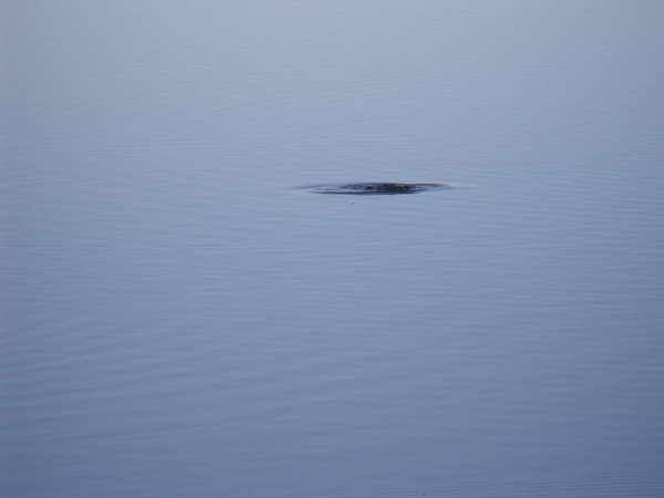 This is a Ruddy Duck ripple