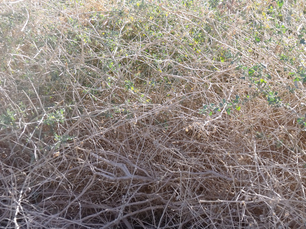 There is a Blue-gray Gnatcatcher in here