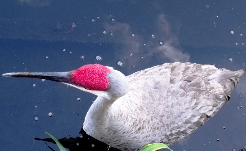 sandhill crane sandhill crane