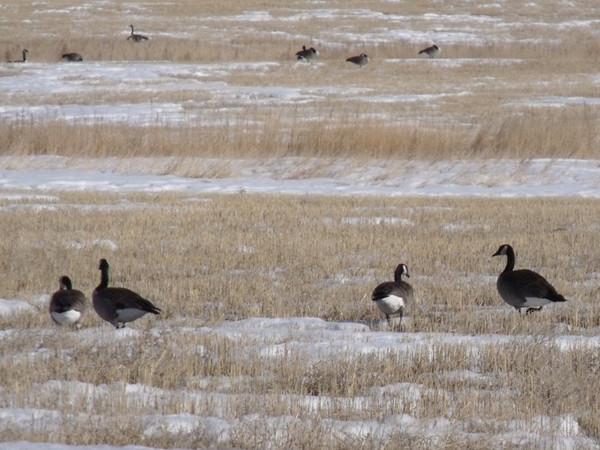 cda geese