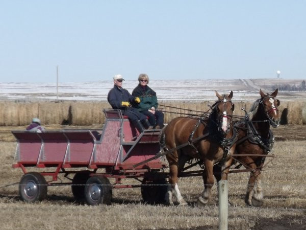 clydesdales2