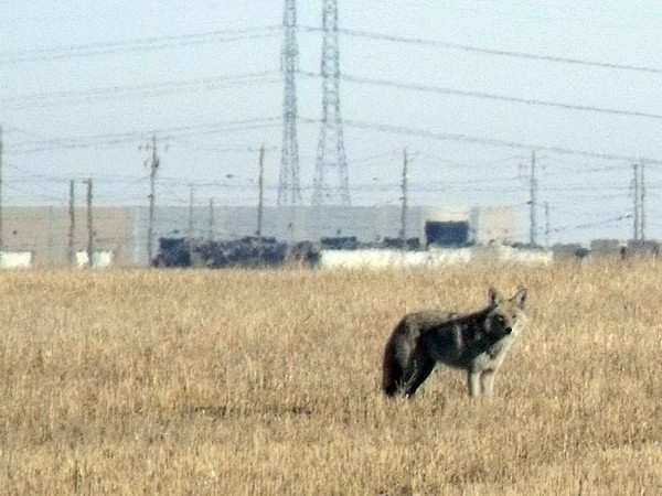coyote