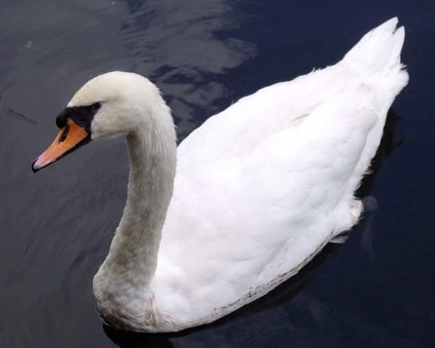 Mute swan photo taken Feb 2010 in Florida.
