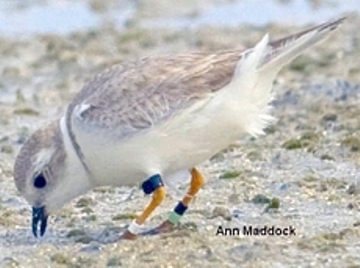 piping plover by Ann Maddock piping plover by Ann Maddock