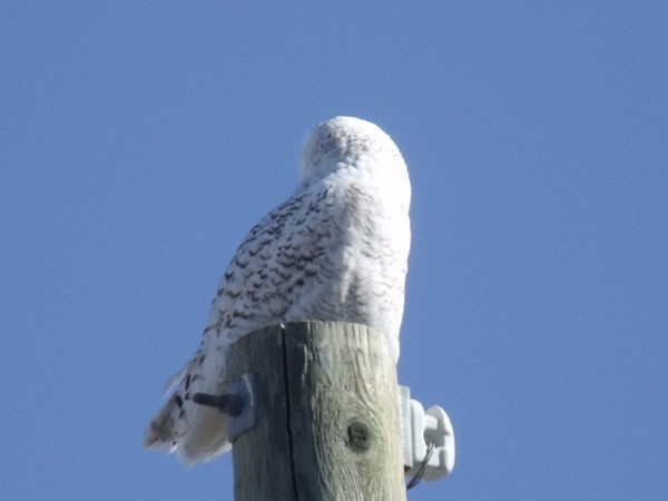 snow owl back