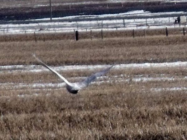 snowy in flight