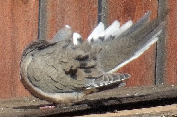 Nothing Like A Good Preen
