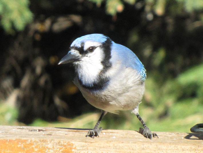 1abluejays037