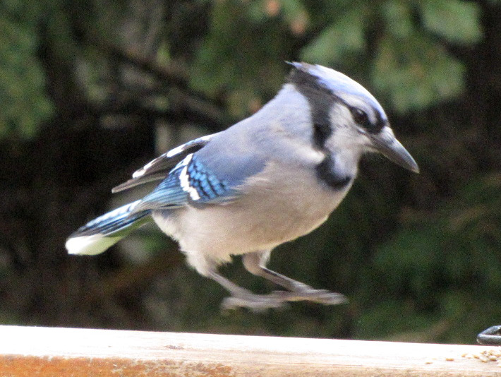 2abluejay056