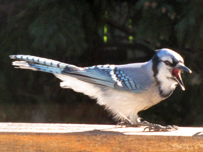 3abluejay023
