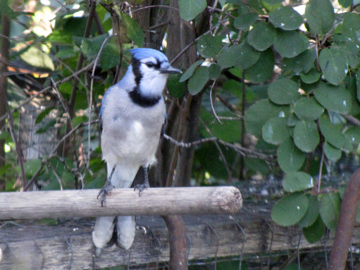 5abluejays049