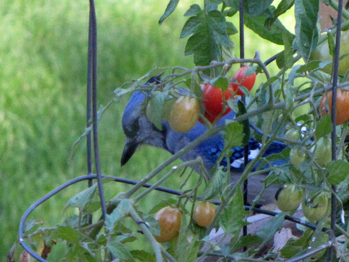 6abluejays045
