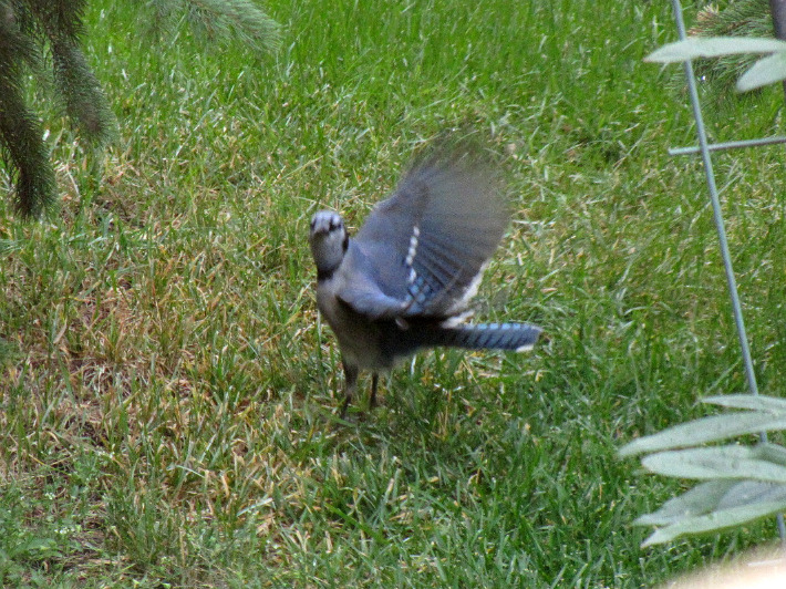 abluejays010