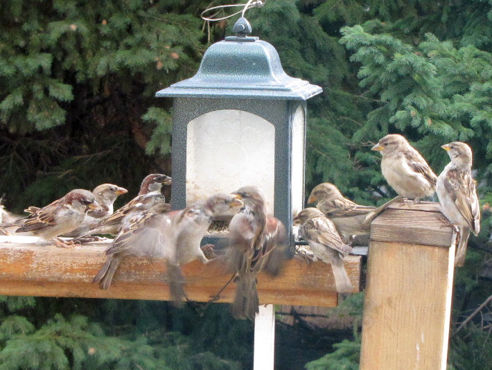 sparrow_hoards