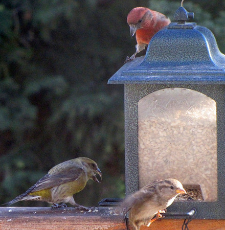 Red Crossbills