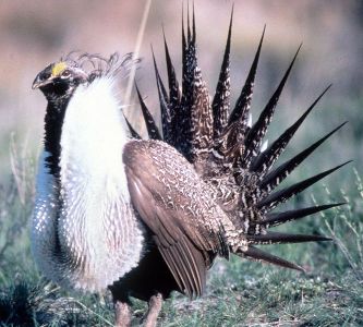 665px-Sage_Grouse_in_Grand_Teton_NP-NPS