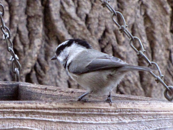 Wednesday Wings: Mountain Chickadee