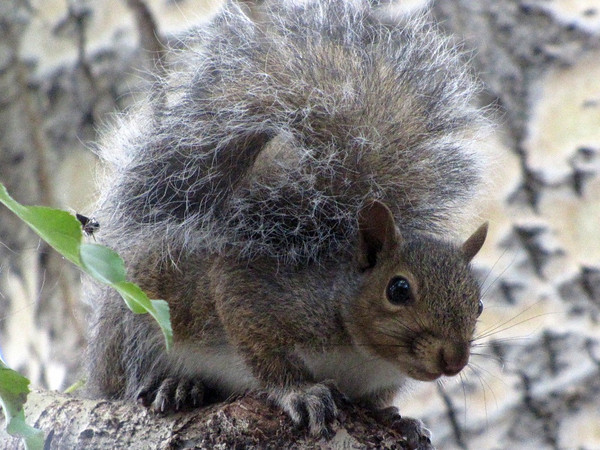 Squirrel Saturday #1