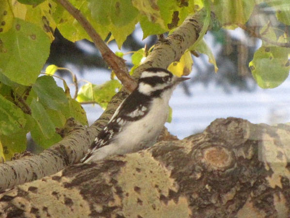 Wednesday Wings: What Woodpecker?