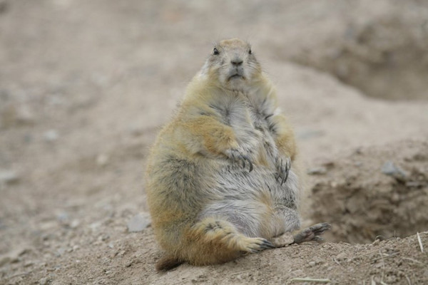 Post-holiday Squirrel Saturday #5