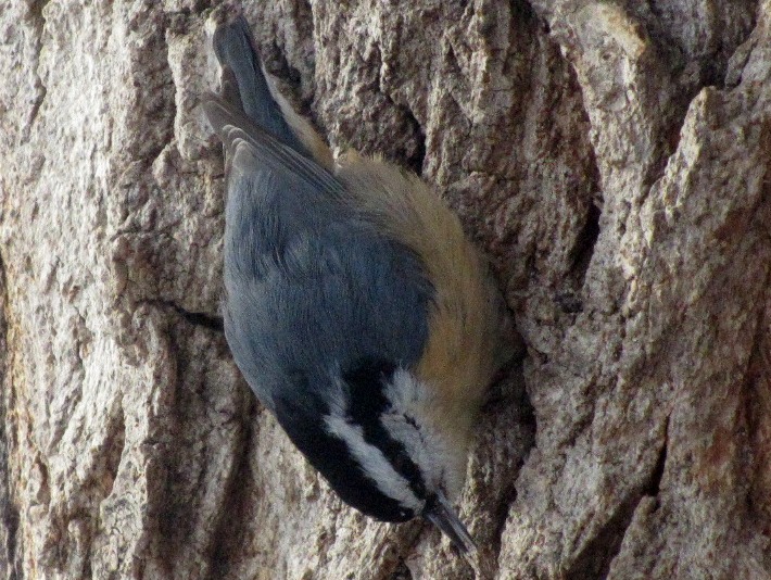 Wednesday Wings: Bitty Bird