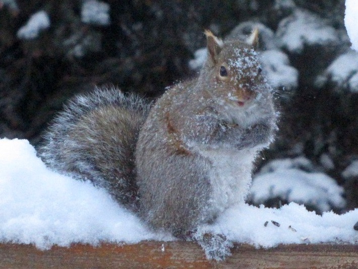 Squirrel Saturday #4