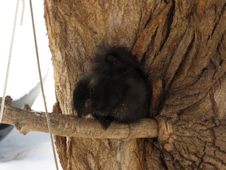 Squirrel Saturday #3