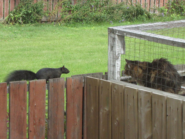 Squirrel Saturday #11