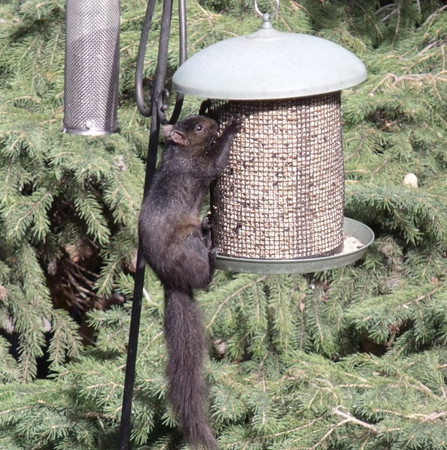 Squirrel Saturday #13