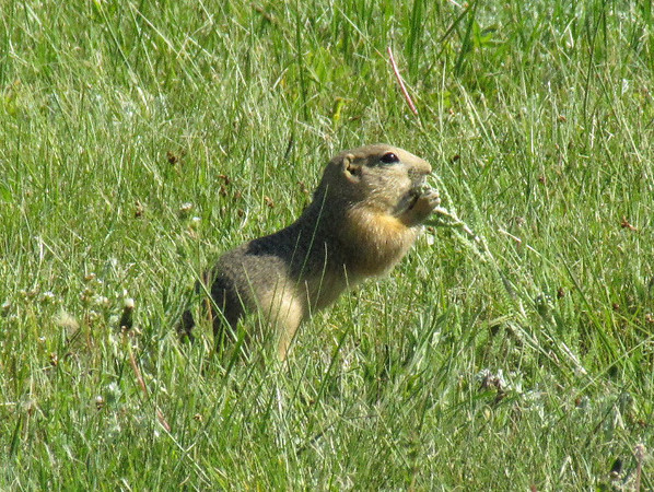 Squirrel Saturday #9