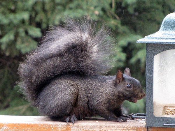 Squirrel Saturday #8