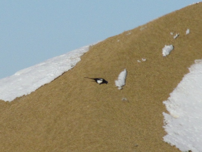 Wednesday Wings: Magpie Munchies